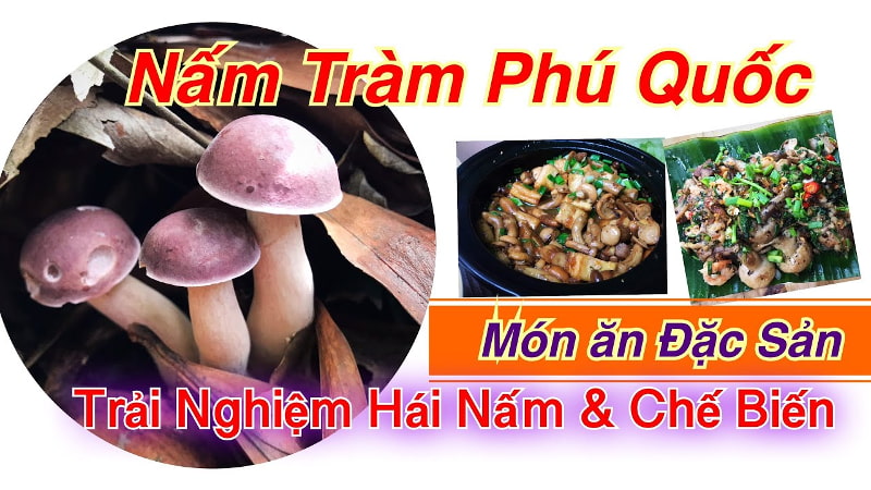 Nấm tràm Phú Quốc - Nguyên liệu quý trong ẩm thực và y học Việt Nam