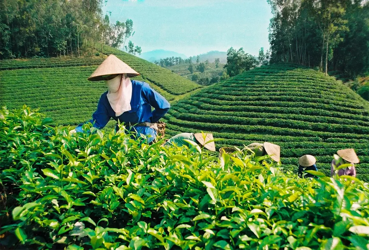 Tour Du Lịch 1 Ngày Tại Lâm Đồng