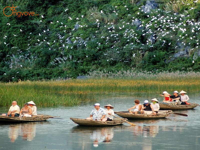 Kinh Nghiệm Chuyên Gia Từ Ong Vò Vẽ Travel