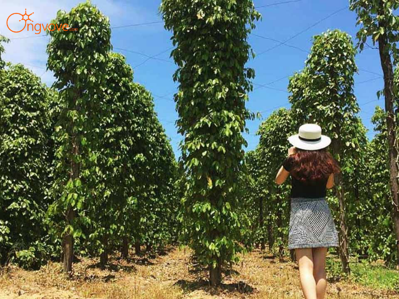 Lịch trình Buổi Sáng (8h00 - 12h00):