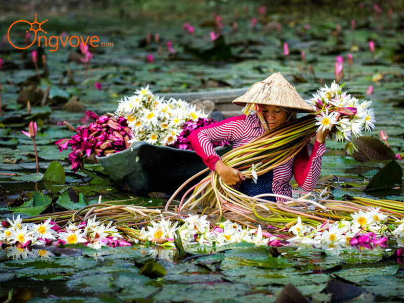 Nên Đi Cần Thơ Mùa Nào Đẹp Nhất?