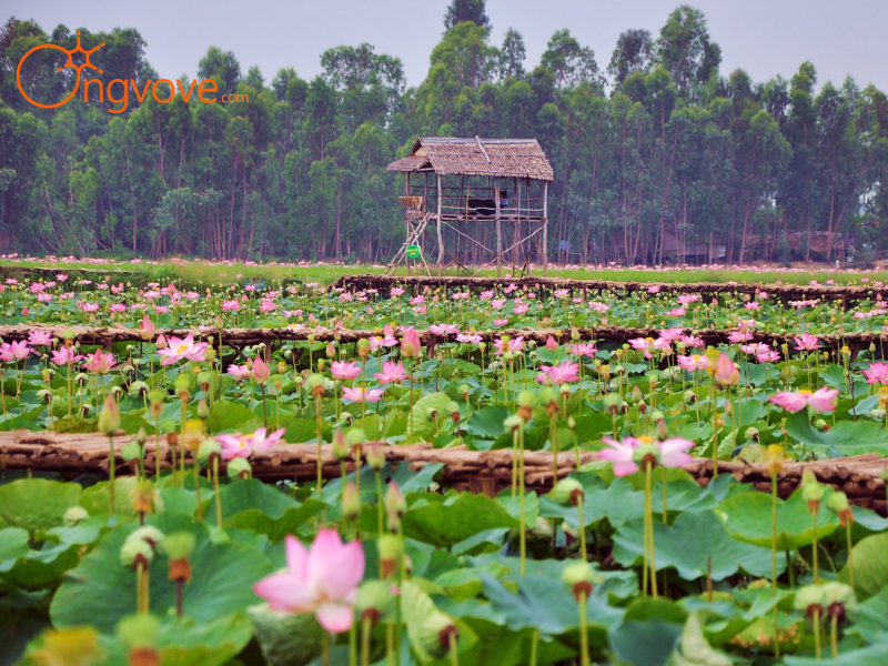 Ngày 3: An Giang - Đồng Tháp | Chốn Tâm Linh & Xứ Sen Hồng