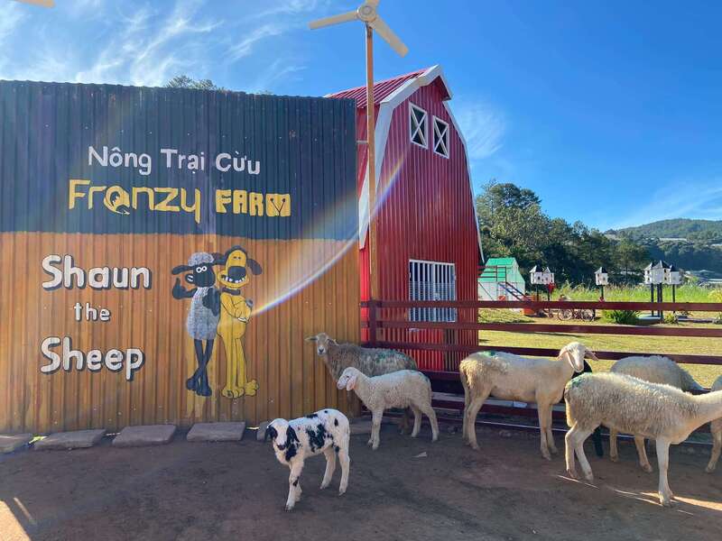 Nông Trại Cừu Frenzy Farm Đà Lạt