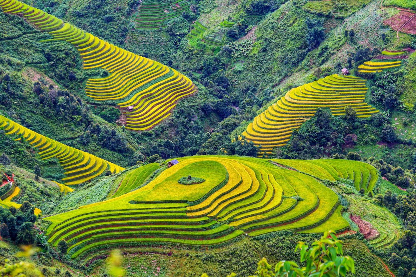 Mù Cang Chải Yên Bái