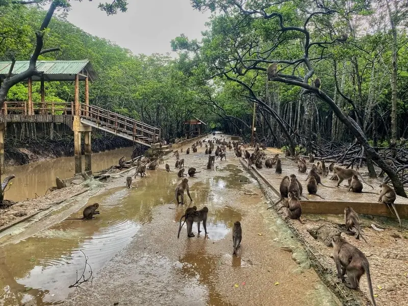 Trải nghiệm cho khỉ ăn ở Đảo Khỉ Cần Giờ cần lưu ý những gì để đảm bảo an toàn?
