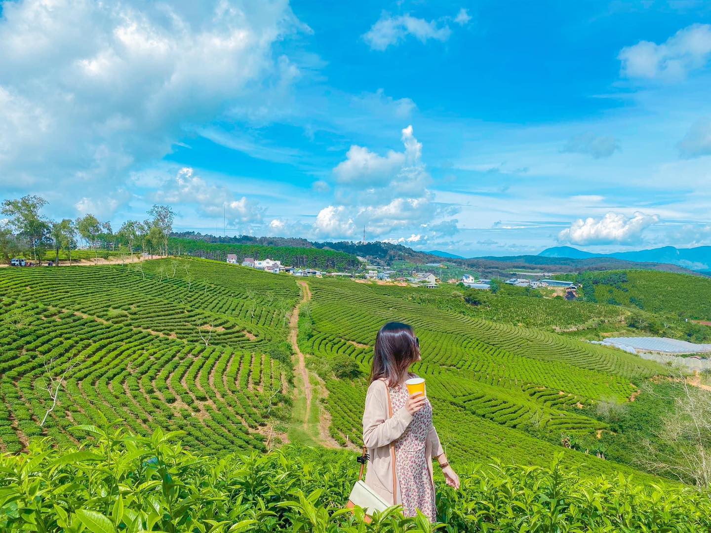 Đồi chè Cầu Đất Đà Lạt