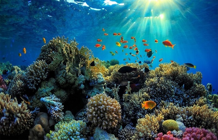 Ocean Pearl: Thám hiểm đáy biển