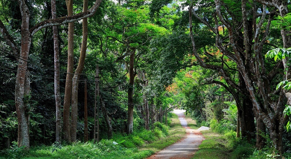 Du lịch tại Vườn quốc gia Cúc Phương: Chạm vào vẻ đẹp nguyên sơ của thiên nhiên