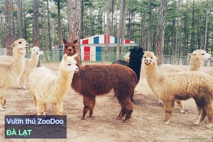 Vườn thú ZooDoo Đà Lạt