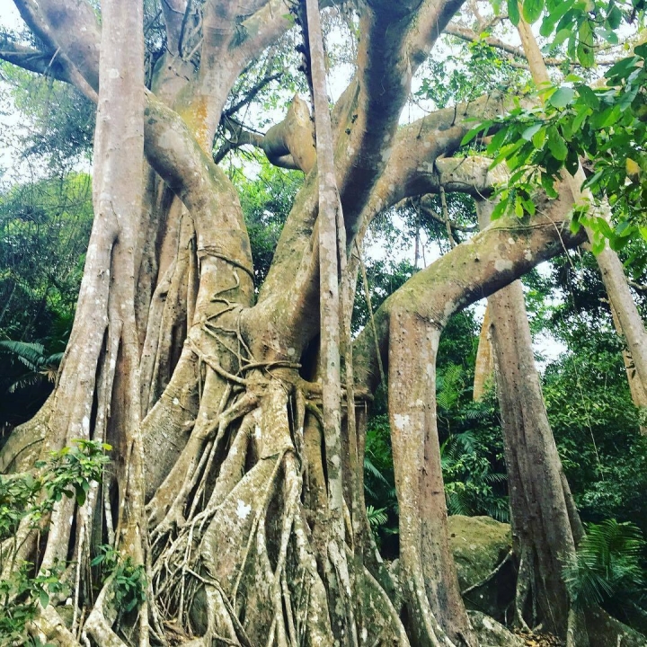 Bí mật đằng sau cây đa ngàn năm ở Đà Lạt