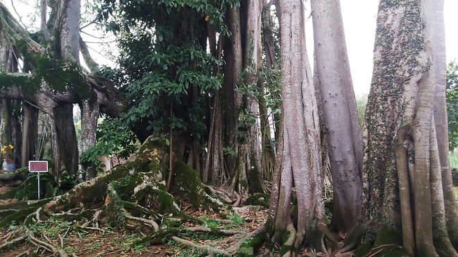 Những điều cần biết khi tham quan cây đa ngàn năm ở Đà Lạt