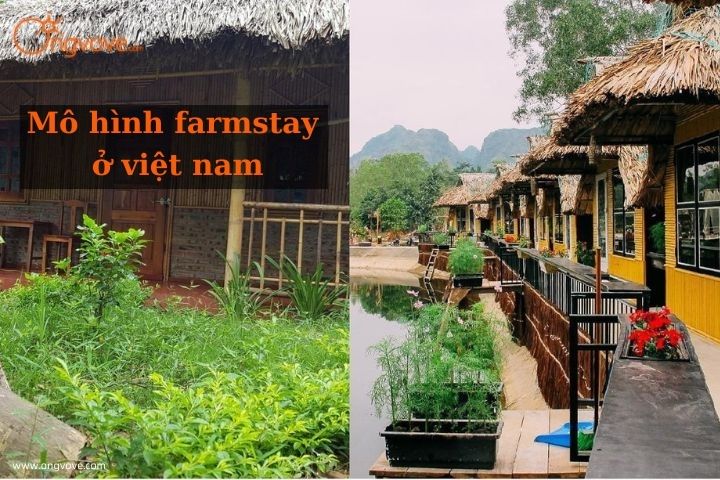 Mô hình farmstay ở việt nam là gì? TOP 10+ mô hình farmstay ở Việt Nam phổ biến hiện nay