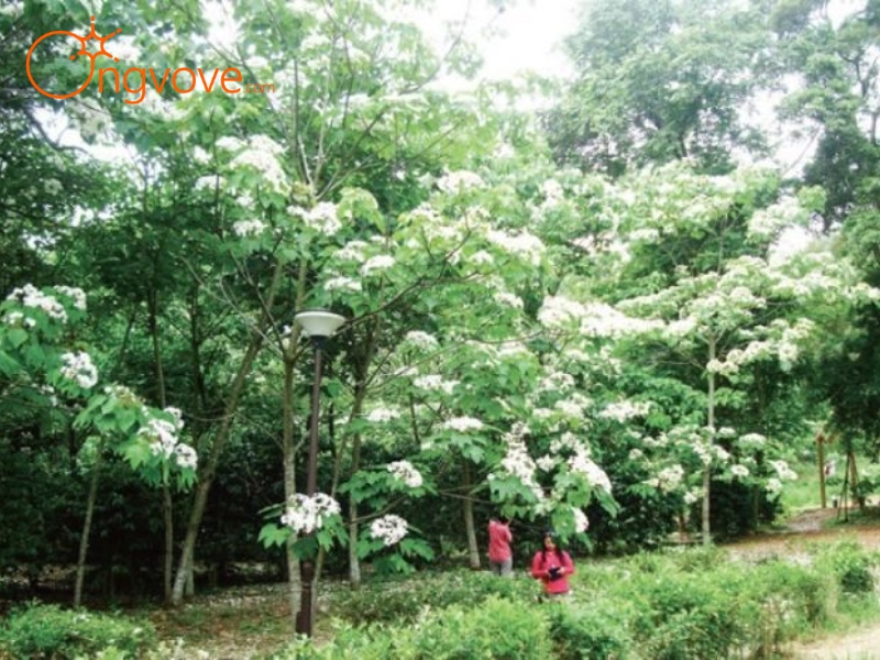 Lễ hội hoa Tung ở Trung Quốc với nét văn hóa hiện đại ngày nay
