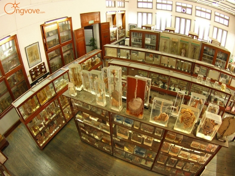 Bảo tàng Y khoa Siriraj Thái Lan - Siriraj Medical Museum