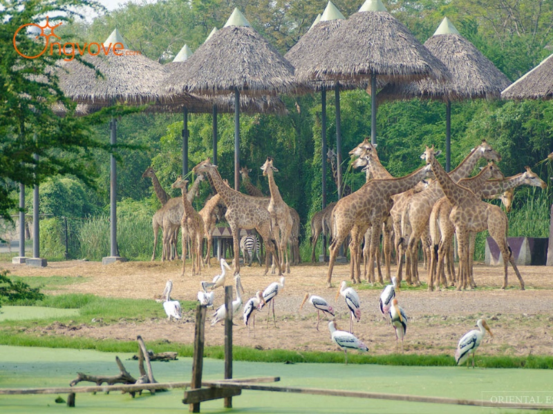 Những lời khuyên dành cho bạn khi đến thăm Safari World Thái Lan