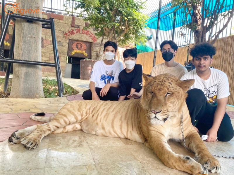 Sriayuthaya Lion Park Ayutthaya