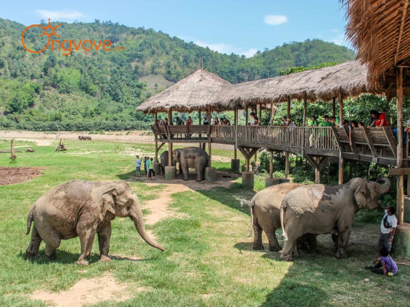 Công viên Voi Hoang dã - Chiang Mai