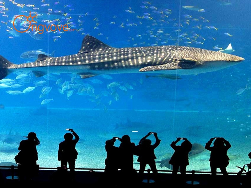 Thủy cung SEA LIFE Bangkok