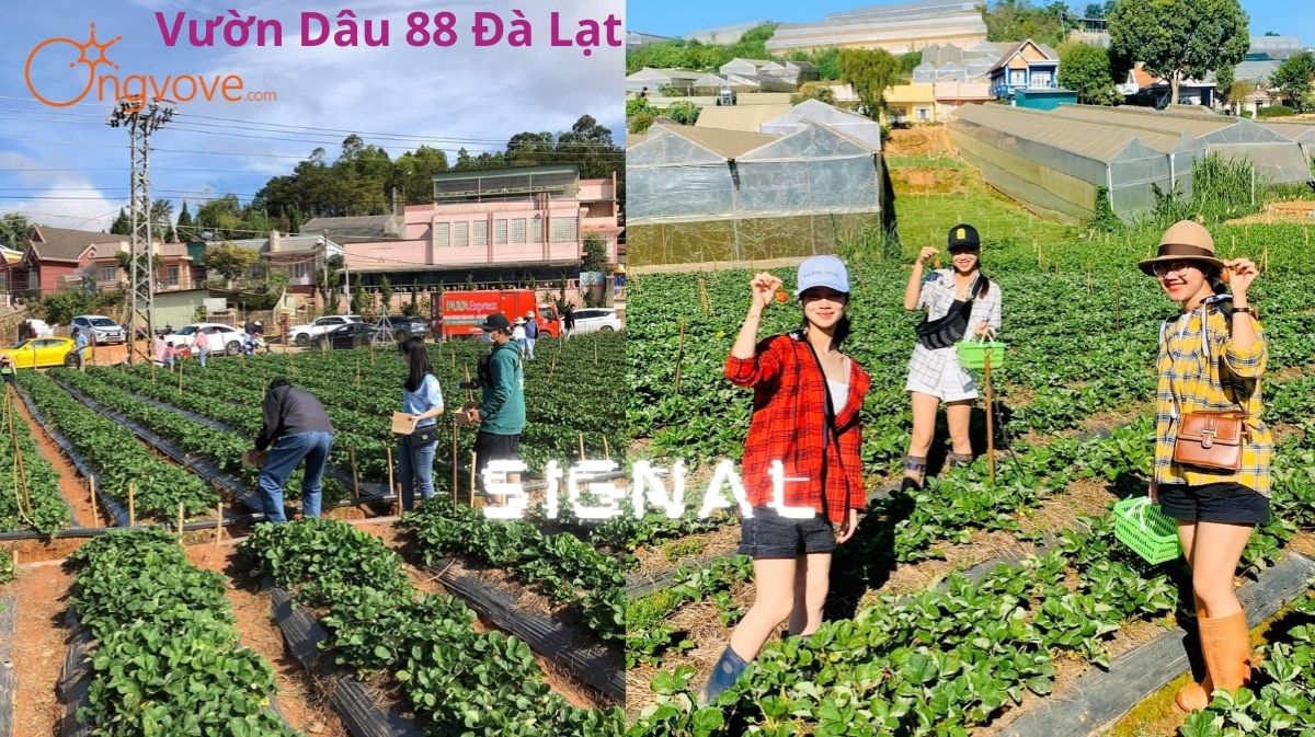 Vườn Dâu 88 Đà Lạt: Nét Đẹp Mộng Mơ Giữa Cao Nguyên Xanh