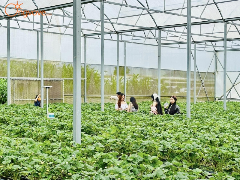 Thưởng thức cảnh đẹp thiên nhiên tại Nam Anh Farm