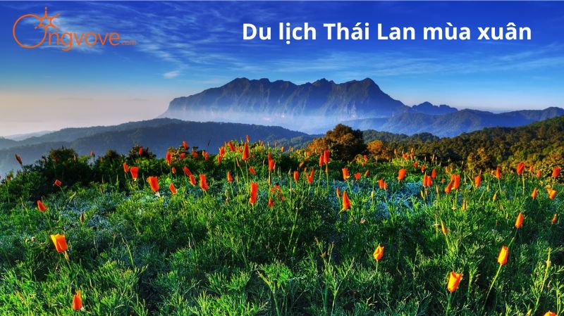 Khám Phá Du Lịch Thái Lan Mùa Xuân: Sắc Màu Rực Rỡ và Những Trải Nghiệm Đáng Nhớ