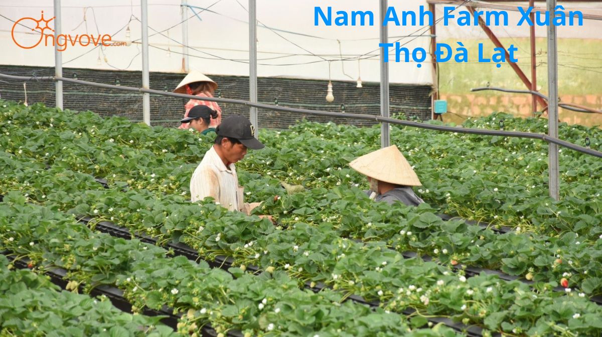 Nam Anh Farm Xuân Thọ Đà Lạt: Thiên Đường Xanh Giữa Lòng Cao Nguyên