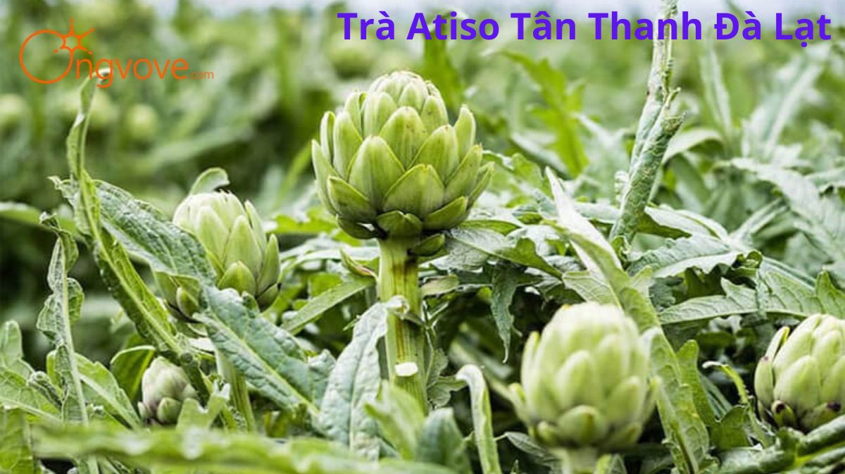 Trà Atiso Tân Thanh Đà Lạt: Sự Kết Hợp Hoàn Hảo Giữa Hương Vị Và Sức Khỏe