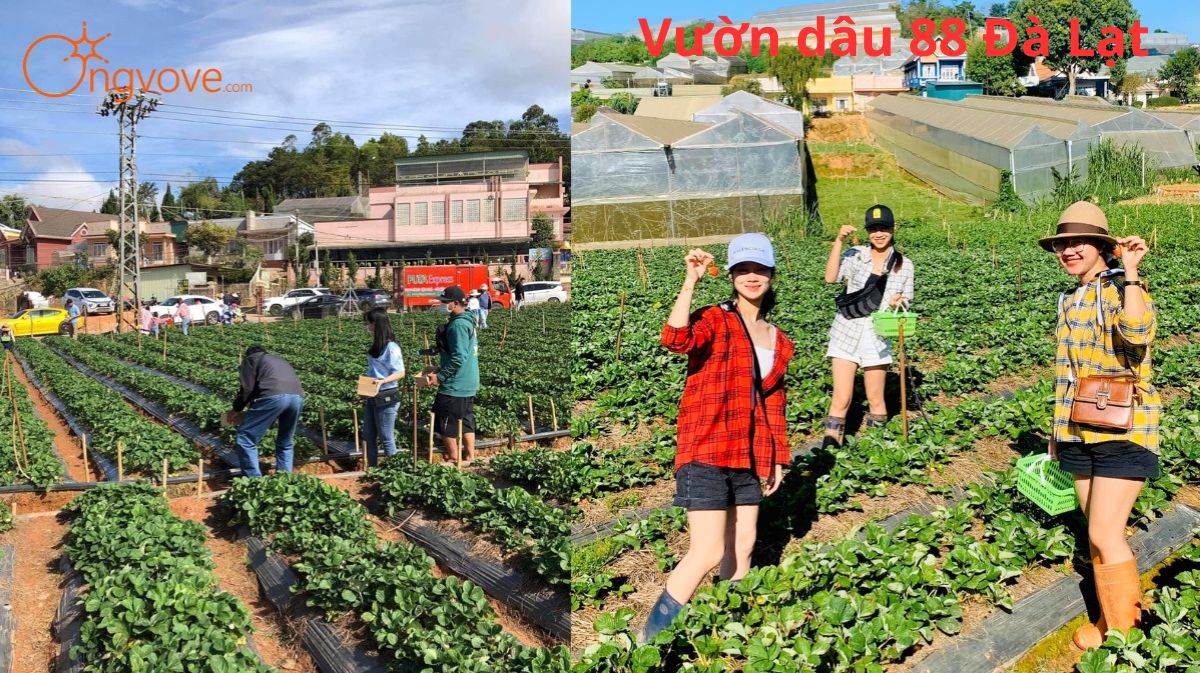 Vườn Dâu 88 Đà Lạt: Nét Đẹp Mộng Mơ Giữa Cao Nguyên Xanh