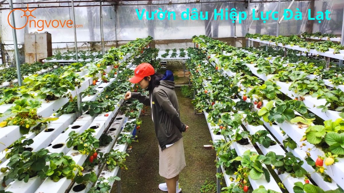 Trải Nghiệm Vườn Dâu Hiệp Lực Đà Lạt - Điểm Đến Lý Tưởng Cho Mùa Du Lịch