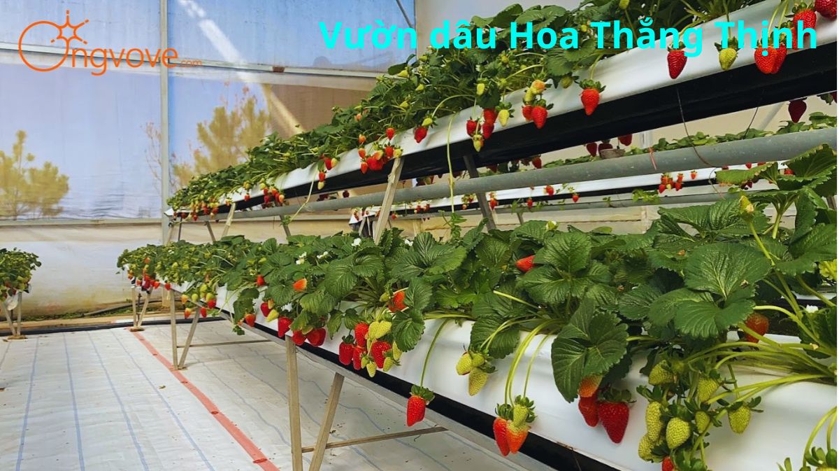 Khám Phá Vườn Dâu Hoa Thắng Thịnh: Điểm Đến Lý Tưởng Cho Mọi Du Khách