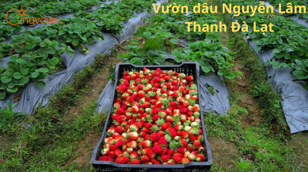 Vườn Dâu Nguyễn Lâm Thanh Đà Lạt: Chốn Bình Yên Dành Cho Tín Đồ Yêu Dâu Tây