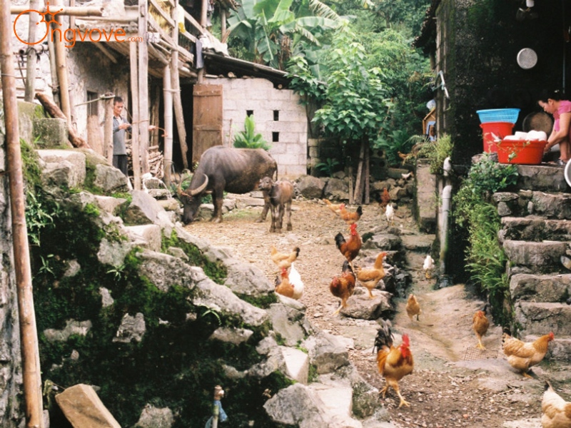 Dịch vụ du lịch "Làng đá cổ Khuổi Ky" tại Ong Vò Vẽ Travel