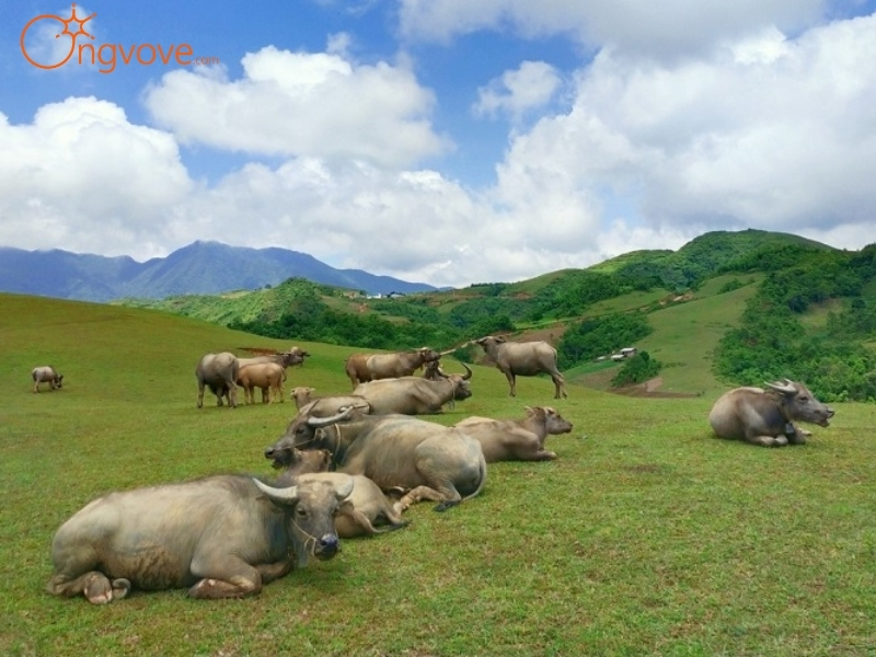 Dịch vụ du lịch Đồi Cỏ Phan Thanh tại Ong Vò Vẽ Travel