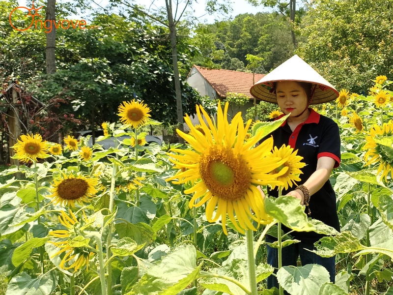 Sử Dụng Các Dịch Vụ Du Lịch "Vườn Hoa Mường Đình Ninh Bình Tự Túc" Tại Nền Tảng Ong Vò Vẽ Travel