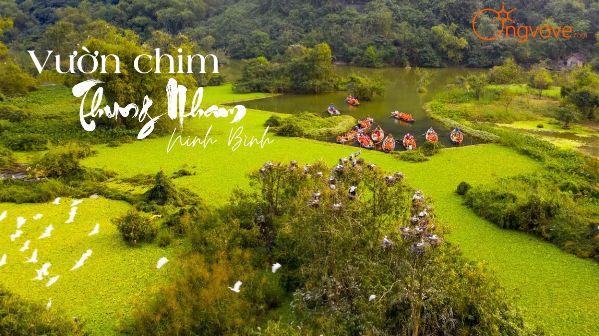 Du Lịch Vườn chim Thung Nham Ninh Bình tự túc