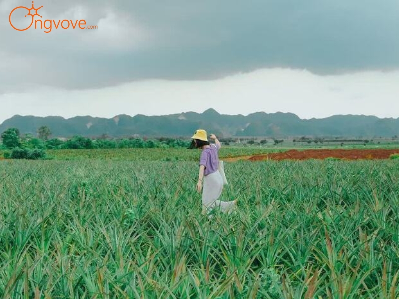 Nên đến Đồi Dứa Tam Điệp vào thời điểm nào?