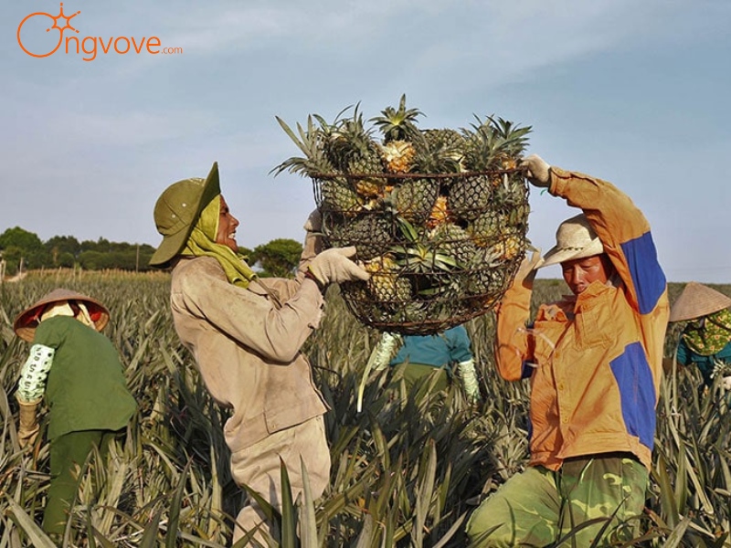 Sử Dụng Các Dịch Vụ Du Lịch "Đồi Dứa Tam Điệp Ninh Bình Tự Túc" Tại Nền Tảng Ong Vò Vẽ Travel