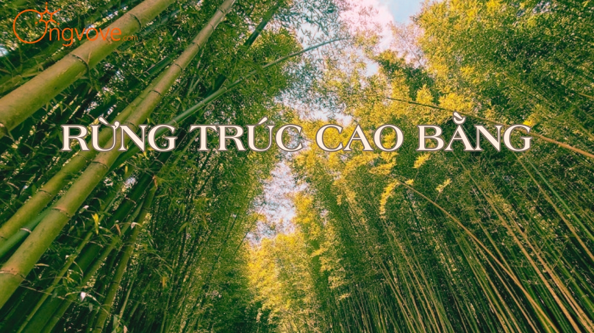 Du Lịch Rừng Trúc Thành Công - Nguyên Bình tự túc