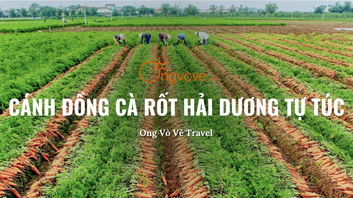 Cánh Đồng Cà Rốt Hải Dương Tự Túc – Vẻ Đẹp Bình Dị và Trải Nghiệm Du Lịch Nông Thôn Đặc Sắc