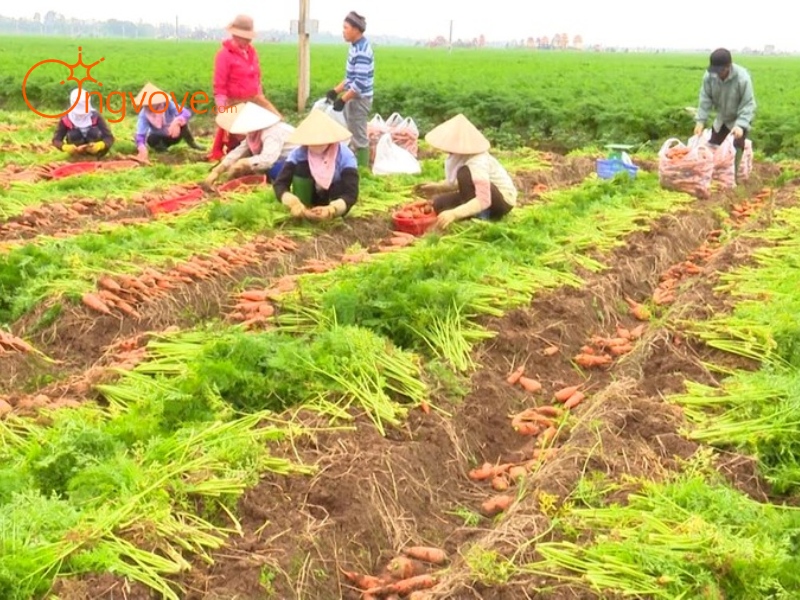 Khám Phá Mùa Thu Hoạch Cà Rốt