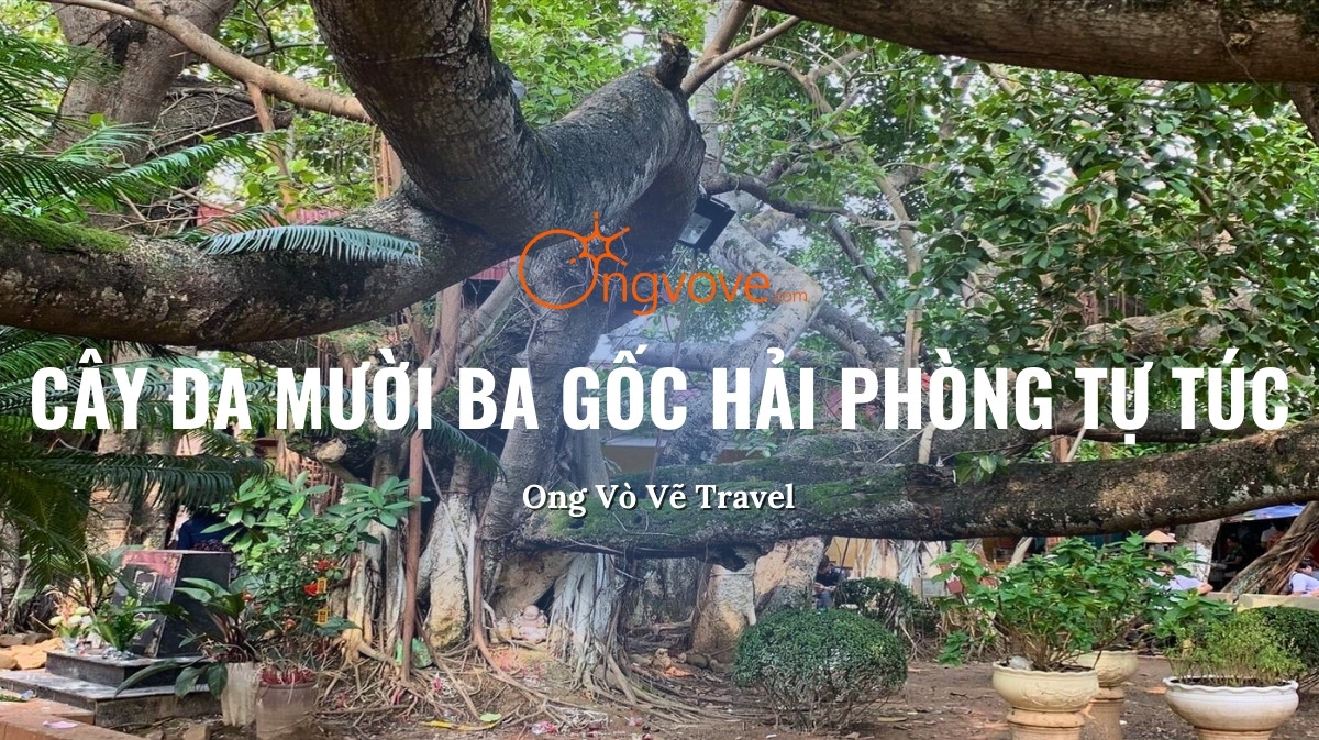 Cây Đa Mười Ba Gốc Hải Phòng Tự Túc: Biểu Tượng Tâm Linh Và Lịch Sử