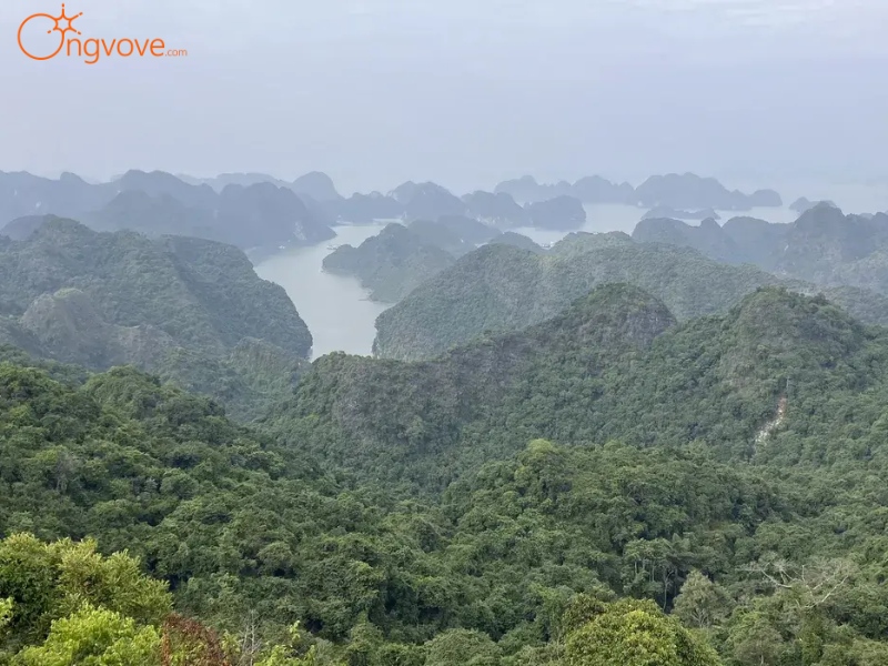 Giới Thiệu Navy Peak Telecom Tower Hải Phòng Tự Túc