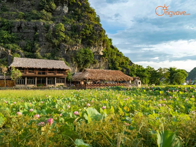 Bước Chân Đến Vườn Hoa Mường Đình Ninh Bình: Địa Điểm Du Lịch Hút Hồn
