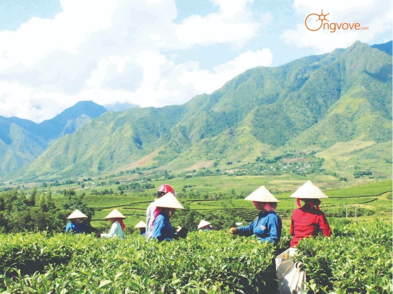 Kinh tế đồi chè Tân Uyên Lai Châu - sản xuất chè và du lịch - hai trụ cột kinh tế