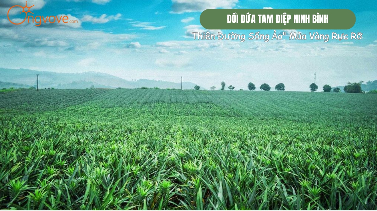 Đồi Dứa Tam Điệp Ninh Bình