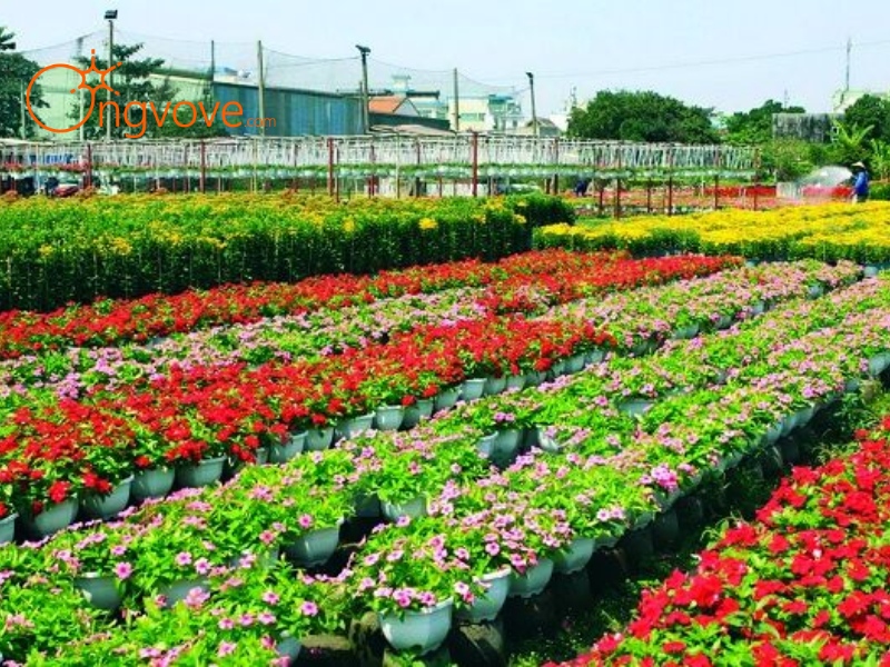 Giới Thiệu Về Làng Hoa Gò Vấp