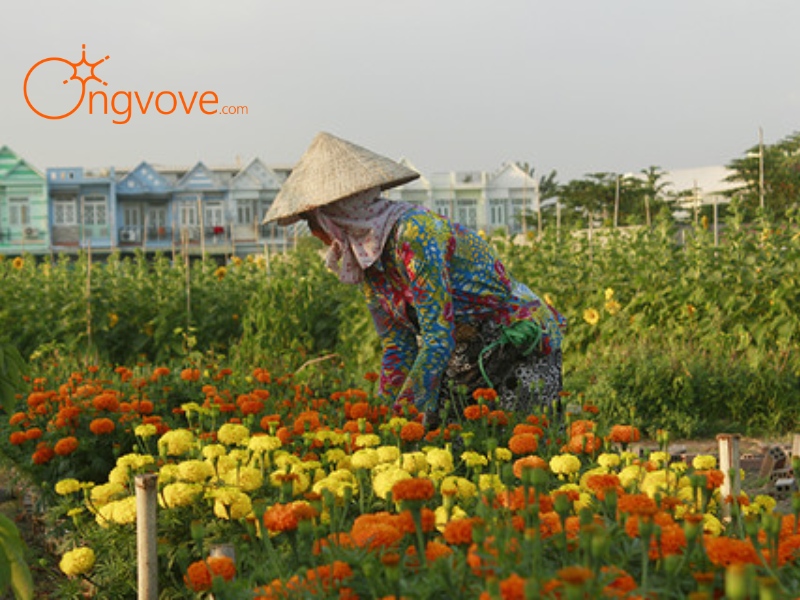 Lịch Sử Và Nghề Trồng Hoa Truyền Thống