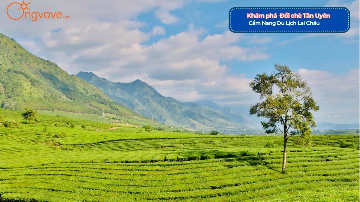 Đồi chè Tân Uyên Lai Châu Tự Túc