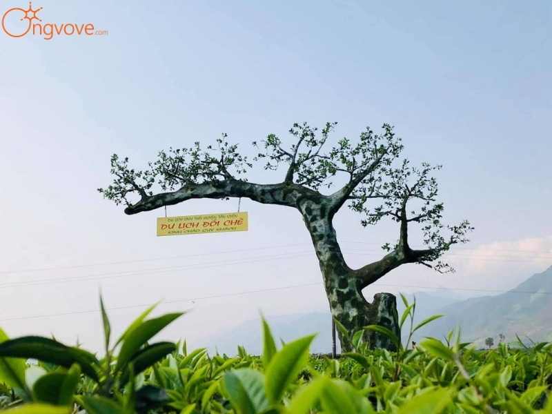 Các Địa Điểm Tham Quan Nổi Tiếng Đồi chè Tân Uyên Lai Châu Tự Túc