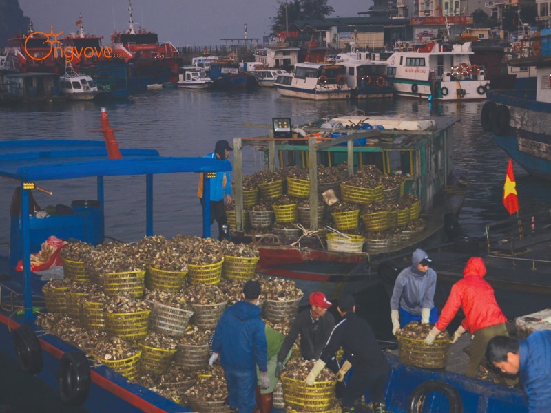 Kinh Tế Chợ Cái Rồng Quảng Ninh
